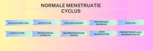 Normale menstruatie cyclus